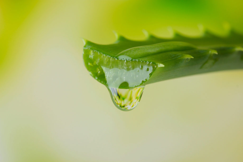 Wie wij zijn- leer ons kennen. Aloe vera producten voor uw huid. Gel Puur Bio