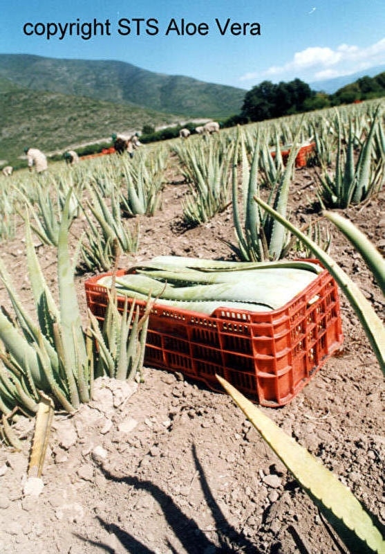 Ecolife aloe vera teelt. Biologisch. Met de hand. En eerlijk loon voor de boeren.